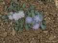 Centaurea raphanina