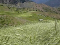 yayla