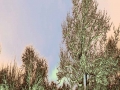 u19
