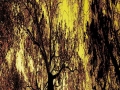 u29