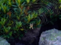 öküz çayırına doğru örümcekler